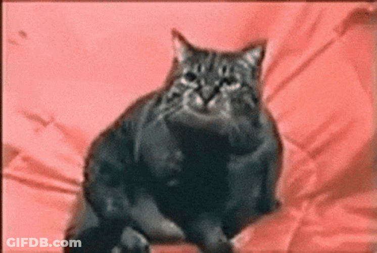 Ptsd Frantic Cat Flashback Meme GIF