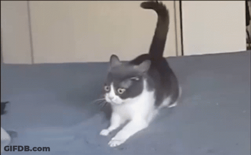 Ptsd Kitten War Video Flashback Meme GIF