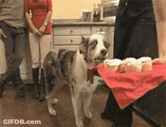 Ptsd Shocked Dog Meme GIF