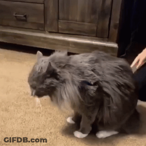 Ptsd Startled Cat Flashback Meme GIF
