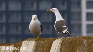 Public School Kids Private School Kids Home School Kids Bugs Bunny On Piano GIF