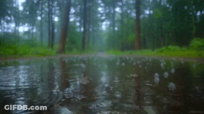 Puddle Of Water In Forest With Trees GIF