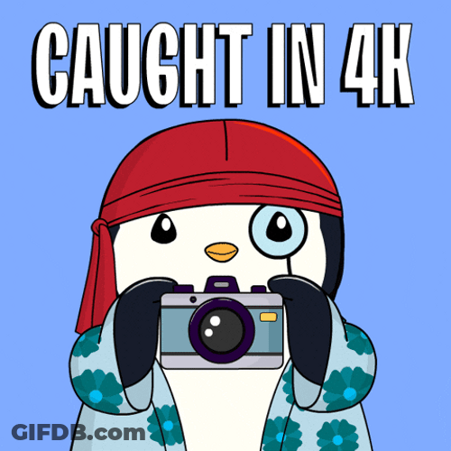Pudgy Penguin Holding Camera Caught In 4K GIF