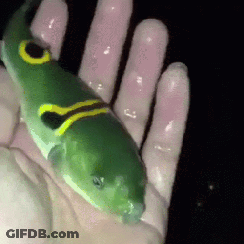 Pufferfish Blowfish Squeeze GIF