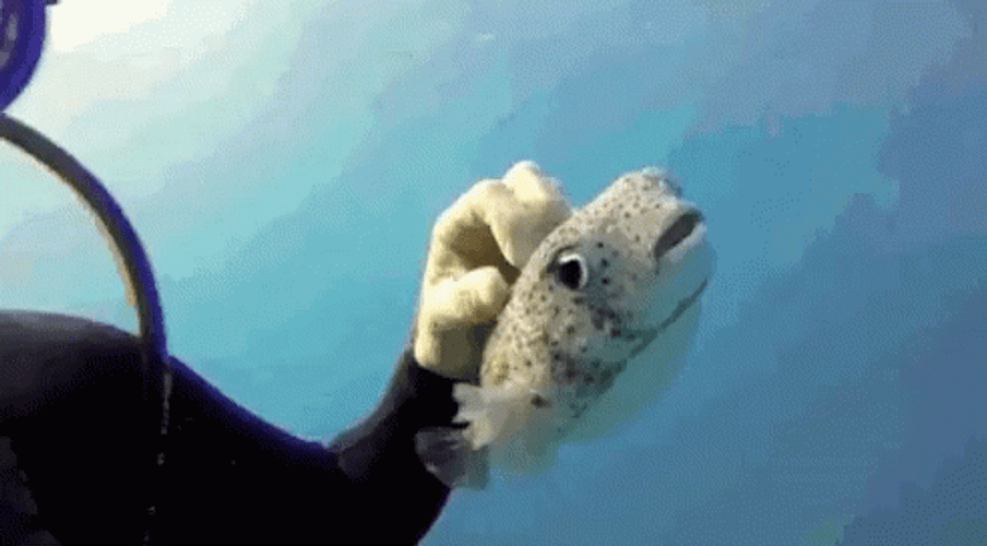 Pufferfish Diver Scratch Underwater GIF