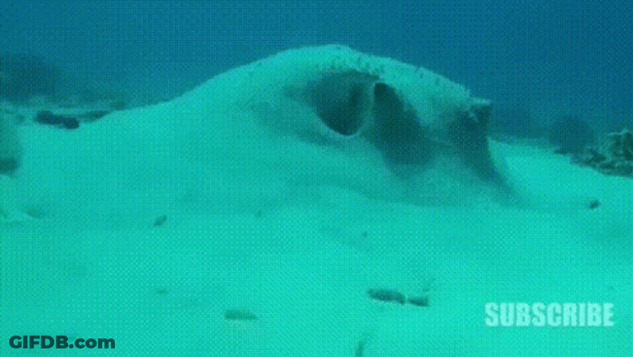 Pufferfish Funny Eyes Sand GIF