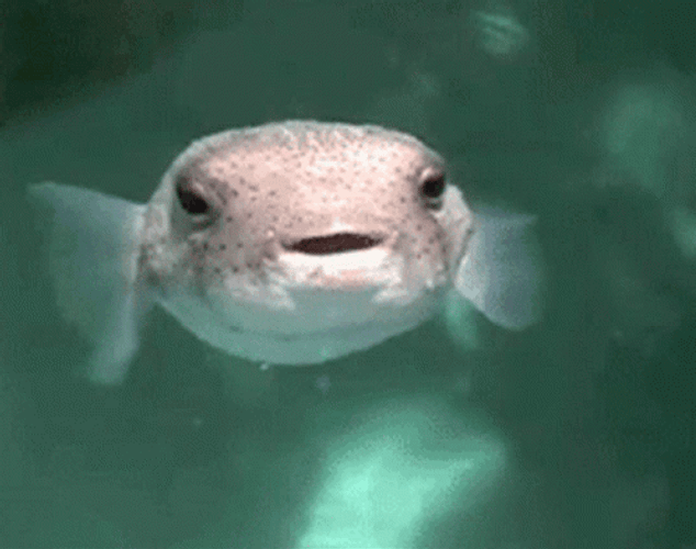 Pufferfish Pew Water GIF