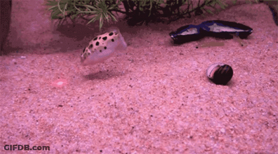 Pufferfish Underwater Laser GIF