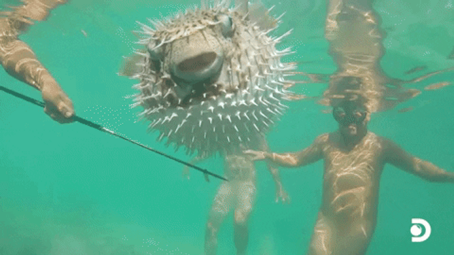 Pufferfish Underwater Swimming GIF