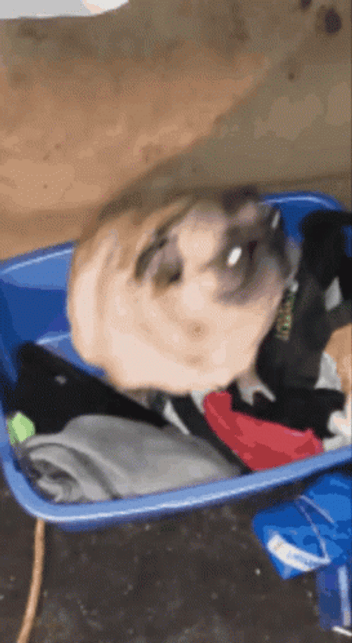 Pug Crazy Dancing GIF
