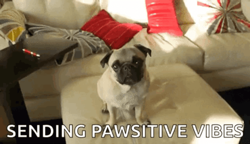 Pug Cute Dogs Sending Positive Vibes GIF