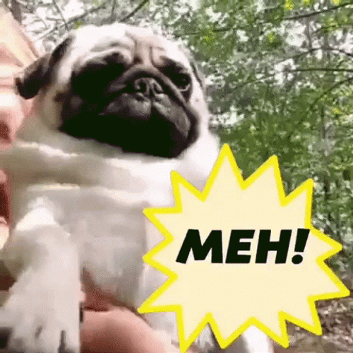 Pug Cute Meh Reaction GIF