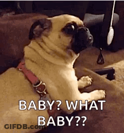 Pug Dog Asking What Baby? GIF