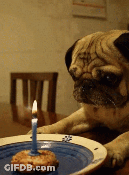Pug Dog August Birthday GIF