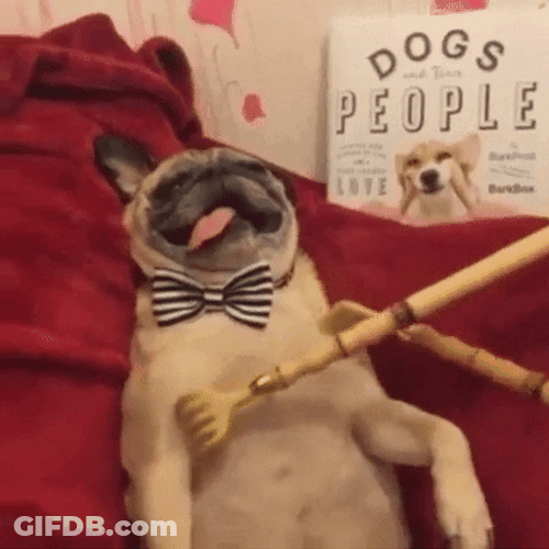 Pug Dog Belly Scratch GIF