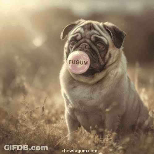 Pug Dog Blowing Bubble GIF