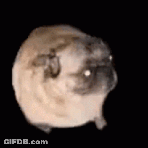 Pug Dog Dancing GIF