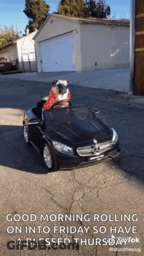 Pug Dog Driving Black Mercedes GIF