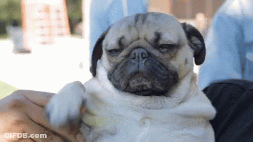 Pug Dog GIF