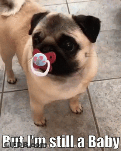 Pug Dog Holding Pacifier Saying But I'm Still A Baby GIF