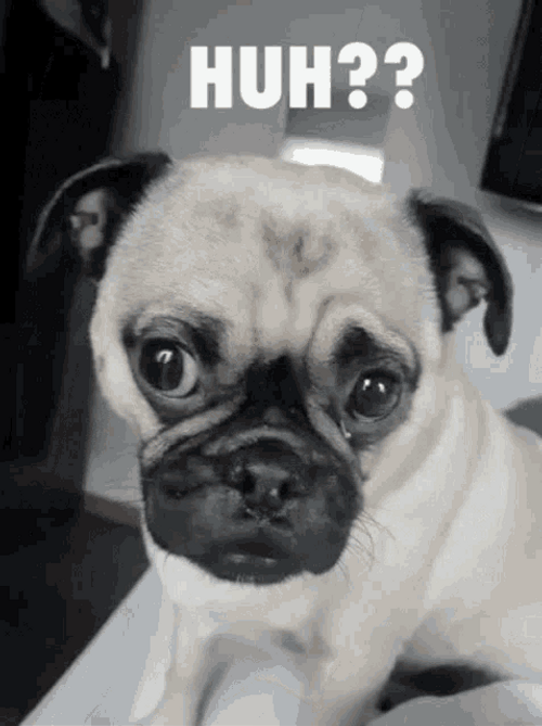 Pug Dog Huh GIF