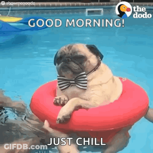 Pug Dog In Bow Tie Floating In Pool GIF