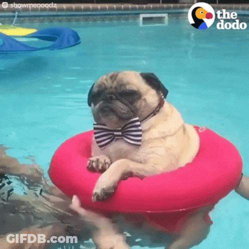 Pug Dog In Bow Tie Floating On Pink Raft GIF