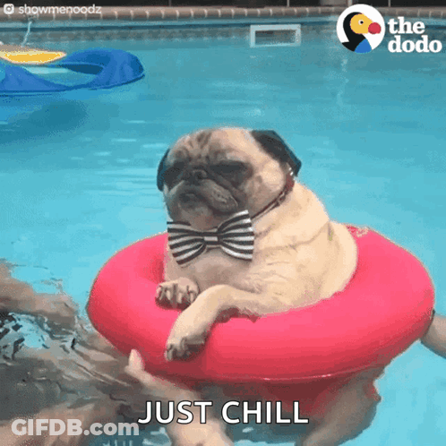 Pug Dog In Bow Tie Floating GIF