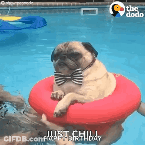 Pug Dog In Bow Tie On Red Raft GIF