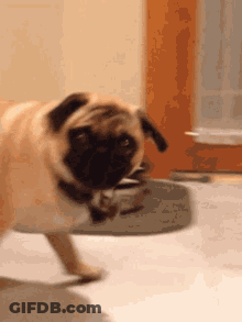 Pug Dog In Front Of Door With Food Bowl GIF
