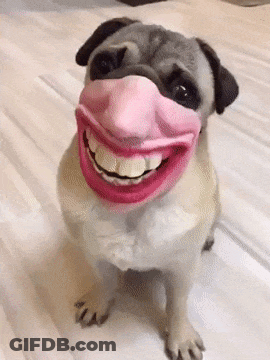 Pug Dog In Pink Lipstick Mask GIF