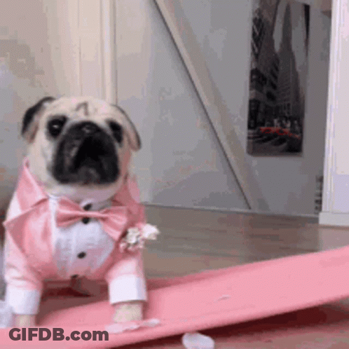 Pug Dog In Pink Tuxedo And Bow Tie GIF