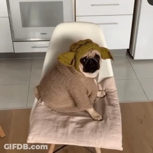 Pug Dog In Sweater And Hat GIF