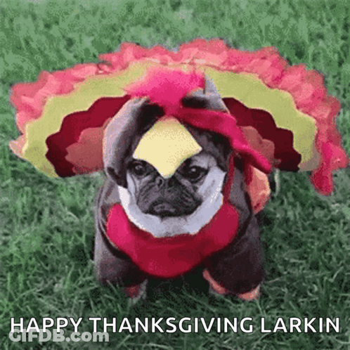 Pug Dog In Turkey Costume With Cheese On Head GIF