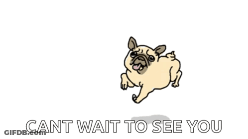 Pug Dog Jumping With Cant Wait To See You GIF