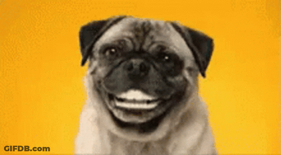Pug Dog Laughing GIF