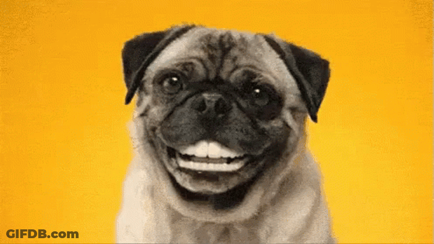 Pug Dog Laughing With Human Teeth GIF