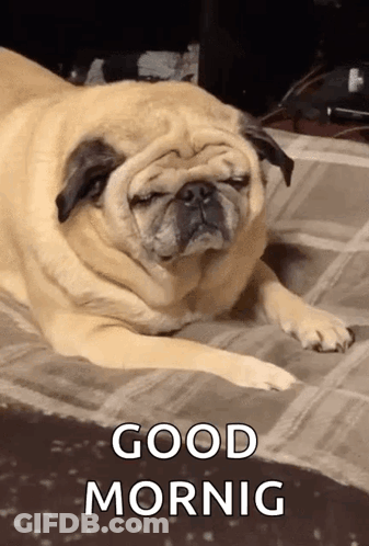 Pug Dog Laying Eyes Closed Good Mornig GIF