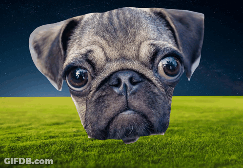 Pug Dog Laying In Grass With Starry Sky GIF