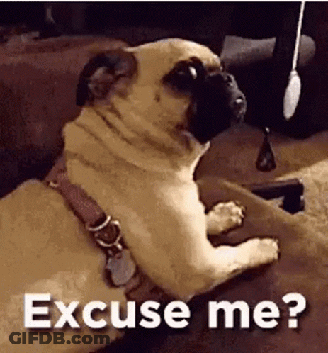 Pug Dog Laying On Couch Excuse Me GIF