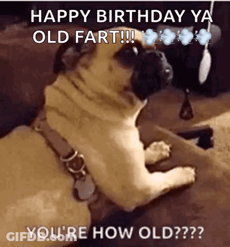 Pug Dog Laying On Couch Happy Birthday GIF