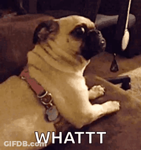 Pug Dog Laying On Couch Looking At Camera Saying Whattt GIF