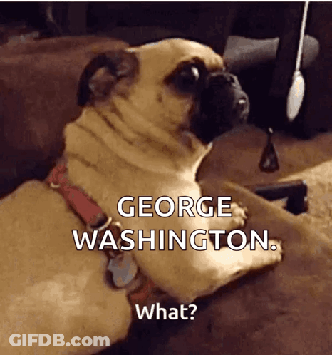 Pug Dog Laying On Couch Says George Washington GIF