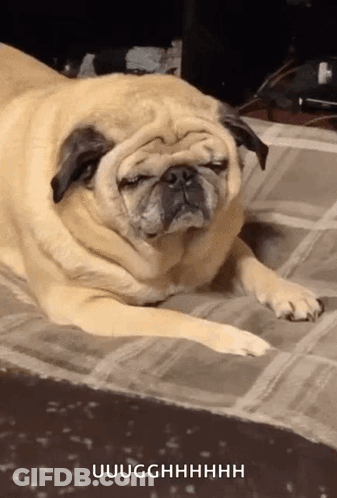 Pug Dog Laying On Rug Uugghhhh GIF