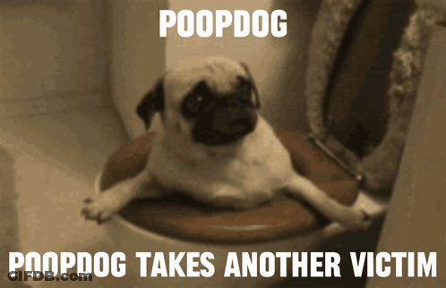 Pug Dog Laying On Toilet Poopdog GIF
