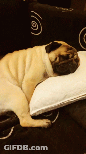 Pug Dog Laying On White Pillow GIF
