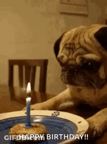 Pug Dog Looking At Birthday Cake With Candle GIF