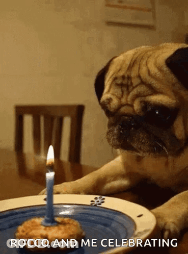 Pug Dog Looking At Birthday Cake With Candle Rocco And Me Celebrating GIF