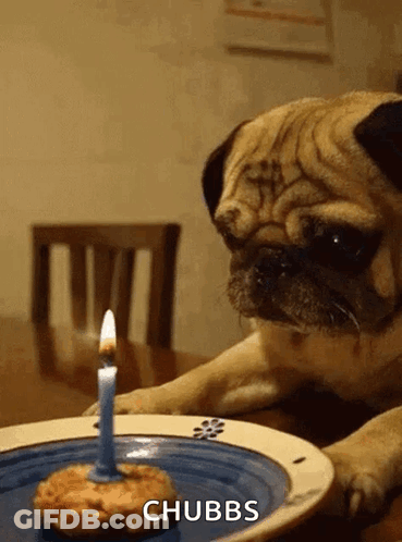 Pug Dog Looking At Birthday Cake With Candle GIF
