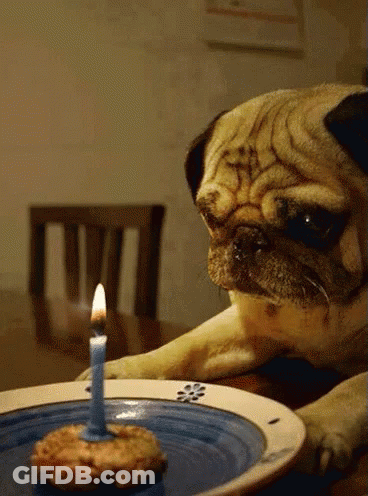 Pug Dog Looking At Birthday Cake With Lit Candle GIF